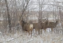 Hunting the Early November Rut