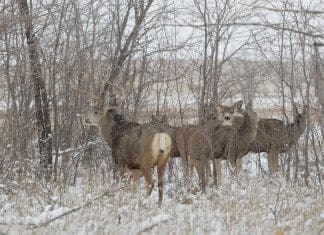 Hunting the Early November Rut