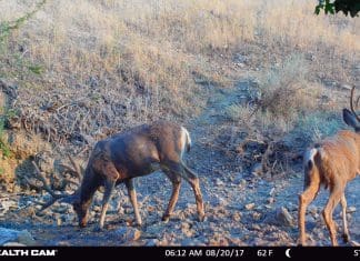 Review: Stealth Cam Wireless GXW Trail Camera
