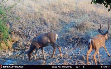 Review: Stealth Cam Wireless GXW Trail Camera