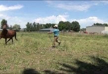 Got Harses? Long Line Training Horses