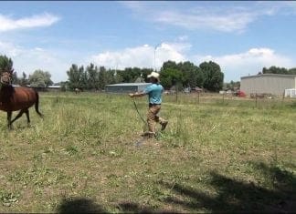 Got Harses? Long Line Training Horses