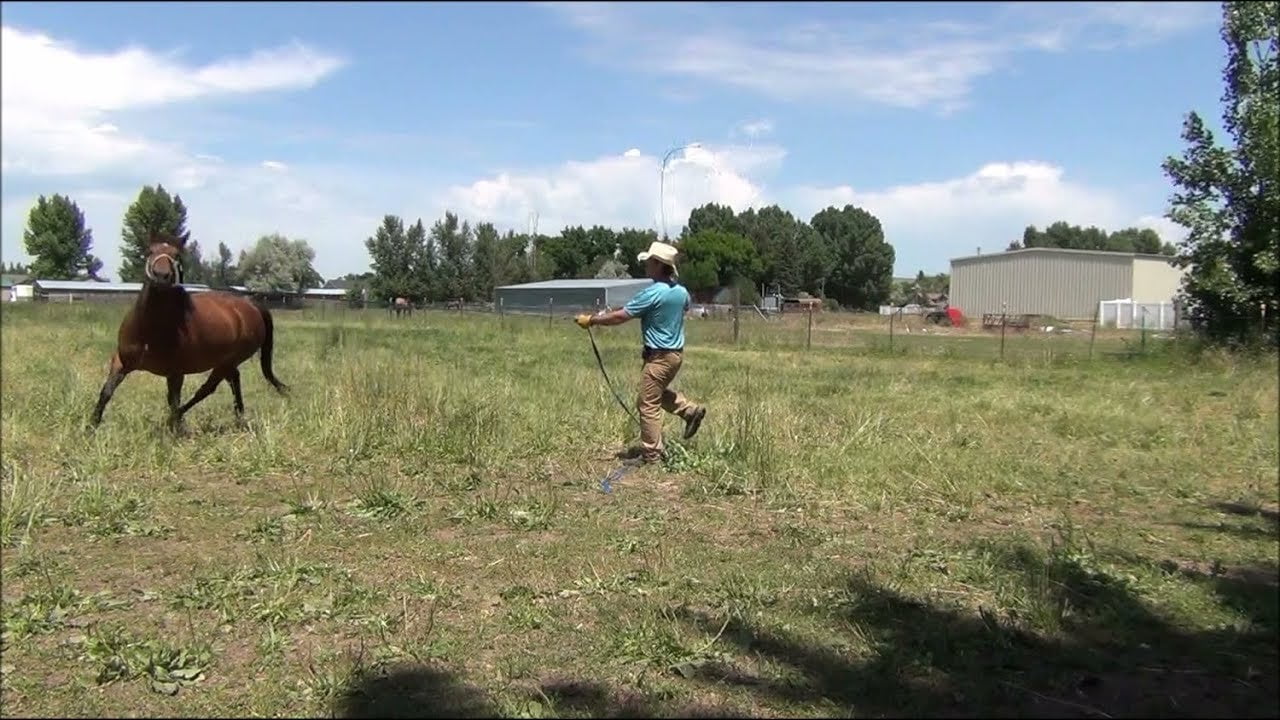 Got Harses? Long Line Training Horses Rokslide