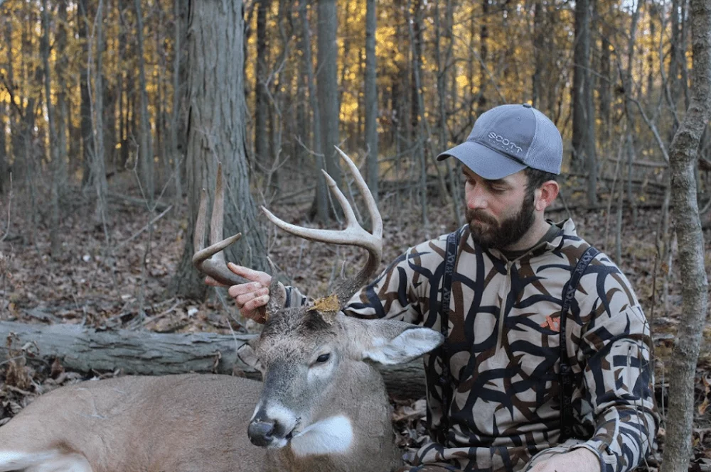 Whitetail buck