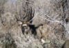 Points Paralysis: The Treatment A Wyoming Mule Deer Buck