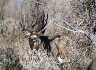 Points Paralysis: The Treatment A Wyoming Mule Deer Buck
