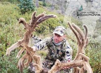 Pending World Record Archery Mule Deer