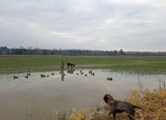 Budget Shotguns For Bird Hunting