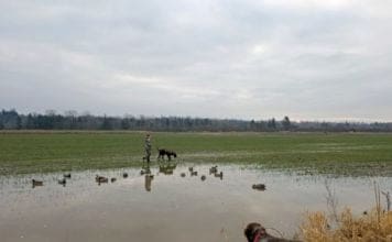 Budget Shotguns For Bird Hunting