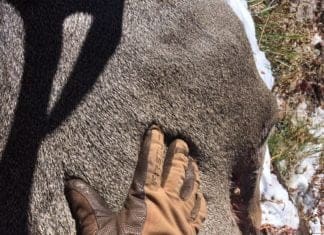 First Lite Catalyst Soft Shell Glove Review