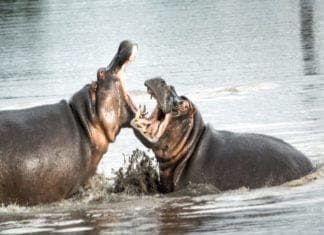 Fantastic Beasts and Where We Hunt Them