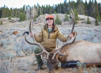 Pack Goats For Backcountry Hunting