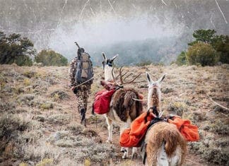 Packing Llamas with Jason Wittwer