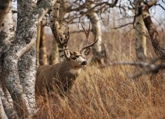 Big Buck Hunters Can’t Be Too Nostalgic