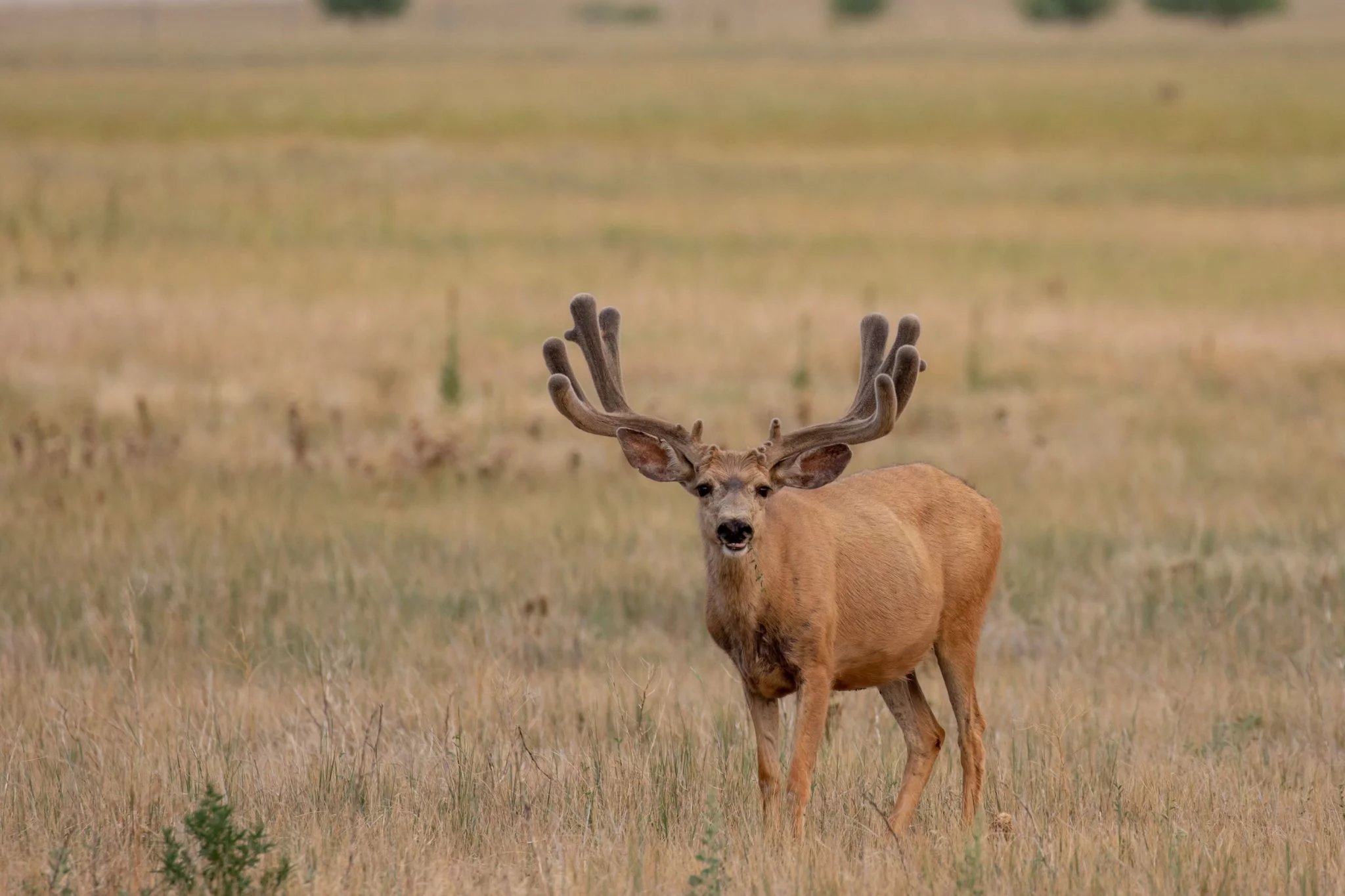 The Buck Moon