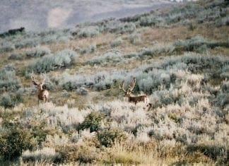 The Mule Deer Statistics I Track