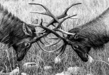 Making Sense of Testosterone and TRT