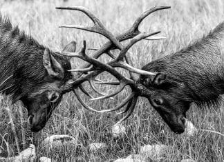 Making Sense of Testosterone and TRT