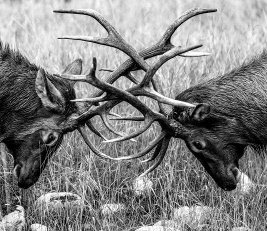 Making Sense of Testosterone and TRT