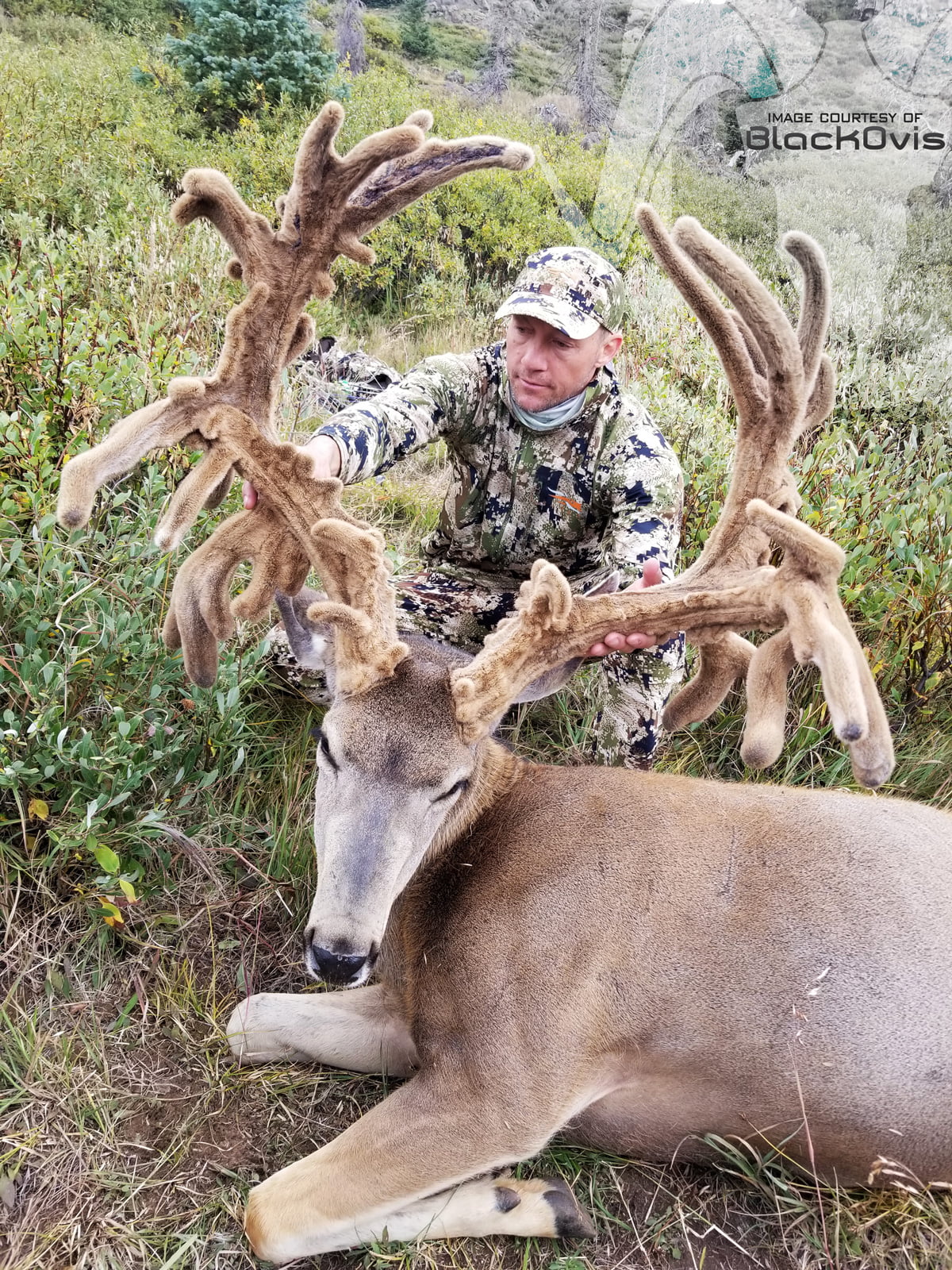 Largest Mule Deer In The World