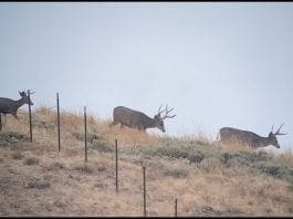 Mule Deer Muzzleloader Film Trailer