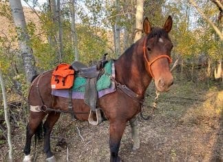Mesa Horse Gear Saddle Bag Review