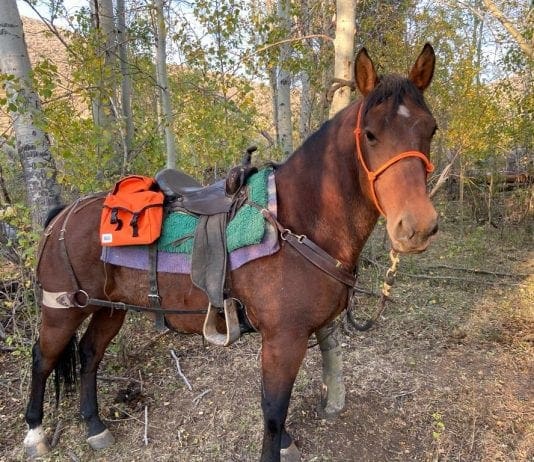 Mesa Horse Gear Saddle Bag Review