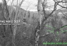 Hunting Big Mule Deer in the Rut