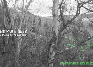 Hunting Big Mule Deer in the Rut