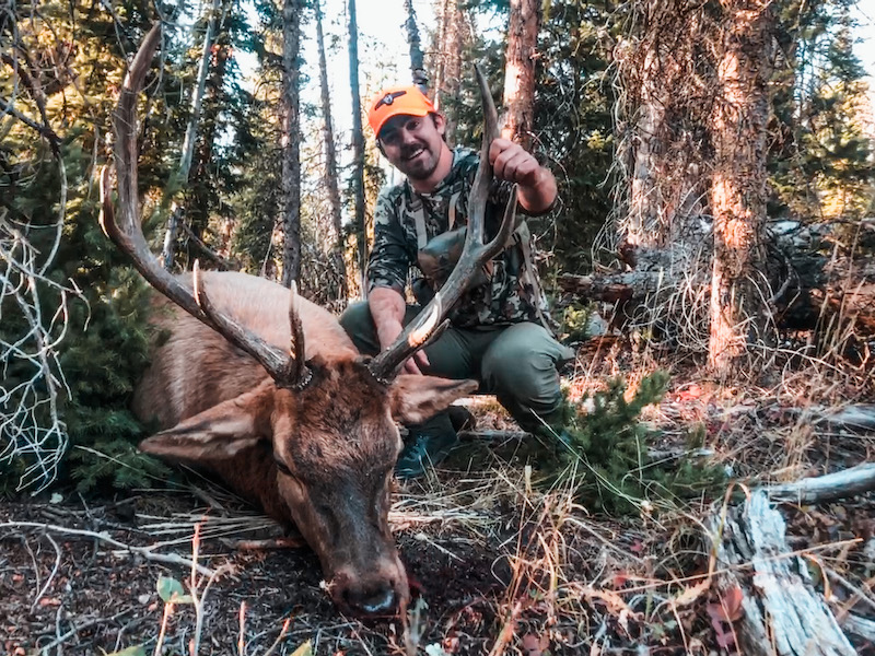 Bull elk with Tikka 300 WSM