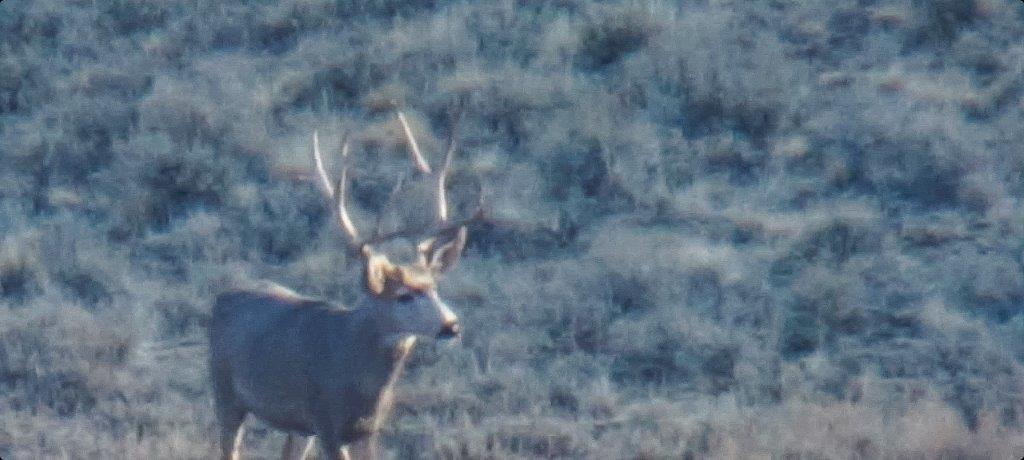 Big Buck