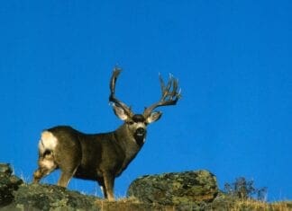 Motivation vs. Self-Discipline