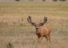 Mule Deer Populations on the Decline?