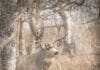 Deer Populations with Mike Street