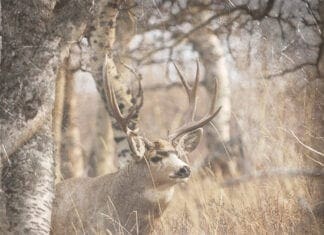 Deer Populations with Mike Street