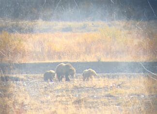 He Shot a Charging Grizzly
