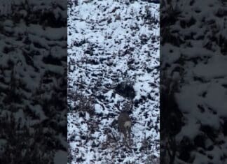 Spotter Gets First Shot