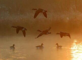 African Bird Hunting