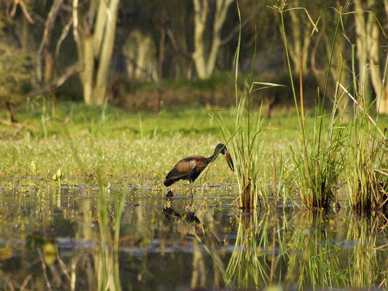 An African Openbill at the Makuleke Concession in South Africa
