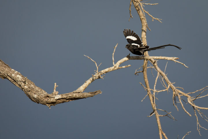 The Magpie-Shrike