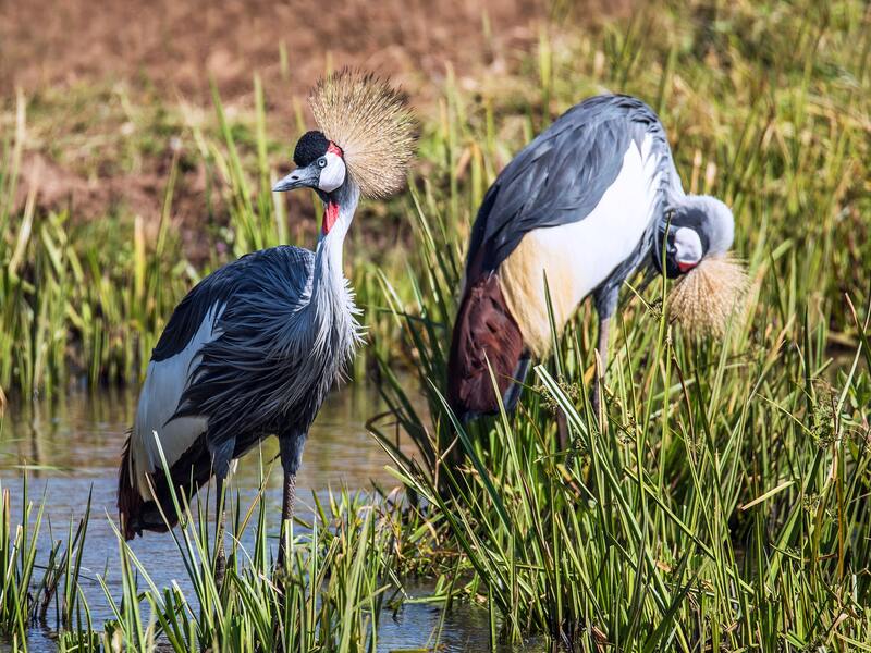 The Grey-Crowned Crane of Uganda