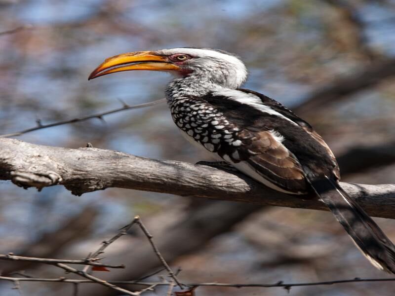 The Hornbill or Believer bird