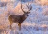 Focus: The Great Equalizer Big Mule Deer