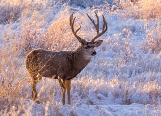 Focus: The Great Equalizer Big Mule Deer