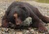 Hunting Black Bears In Southeast Alaska