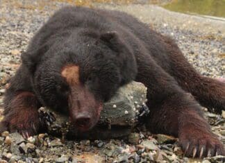 Hunting Black Bears In Southeast Alaska