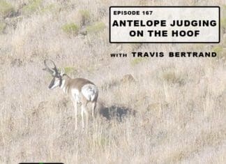 Antelope Judging On The Hoof with Travis Bertrand