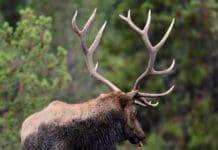 The “Return Act” bad for Wildlife Conservation and will ultimately be the demise of Hunting in the US