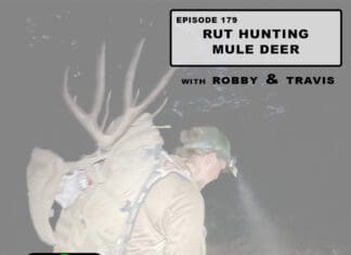 Rut Hunting Mule Deer