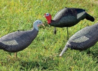 The Turkey Wore White